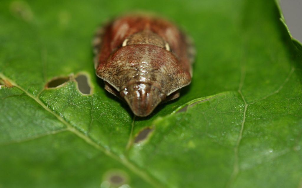 Scutelleridae: Eurygaster maura